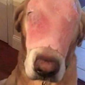 Meet your Posher, Jaxon